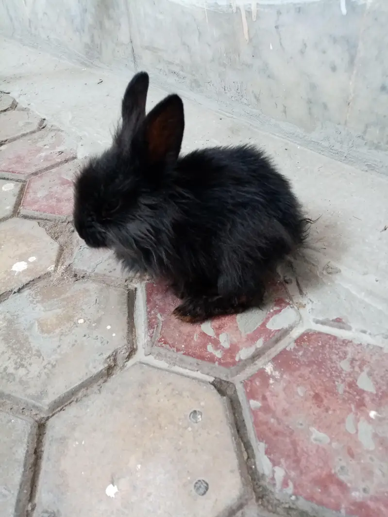 litter trained rabbit for sale — photo 3
