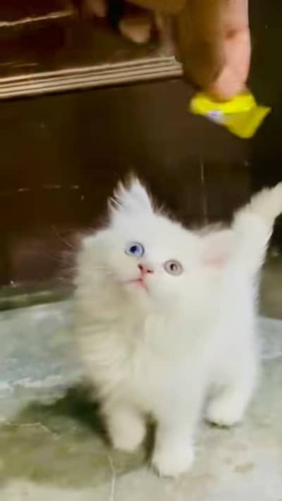 pure Persian cats vaccinated and healthy active WhatsApp/0344/6895398/