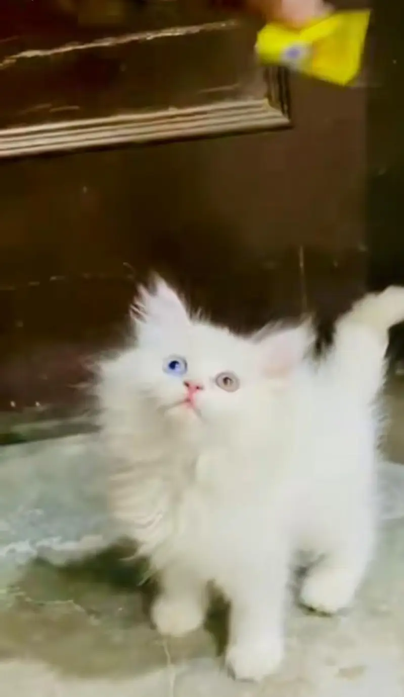 pure Persian cats vaccinated and healthy active WhatsApp/0344/6895398/ — photo 2