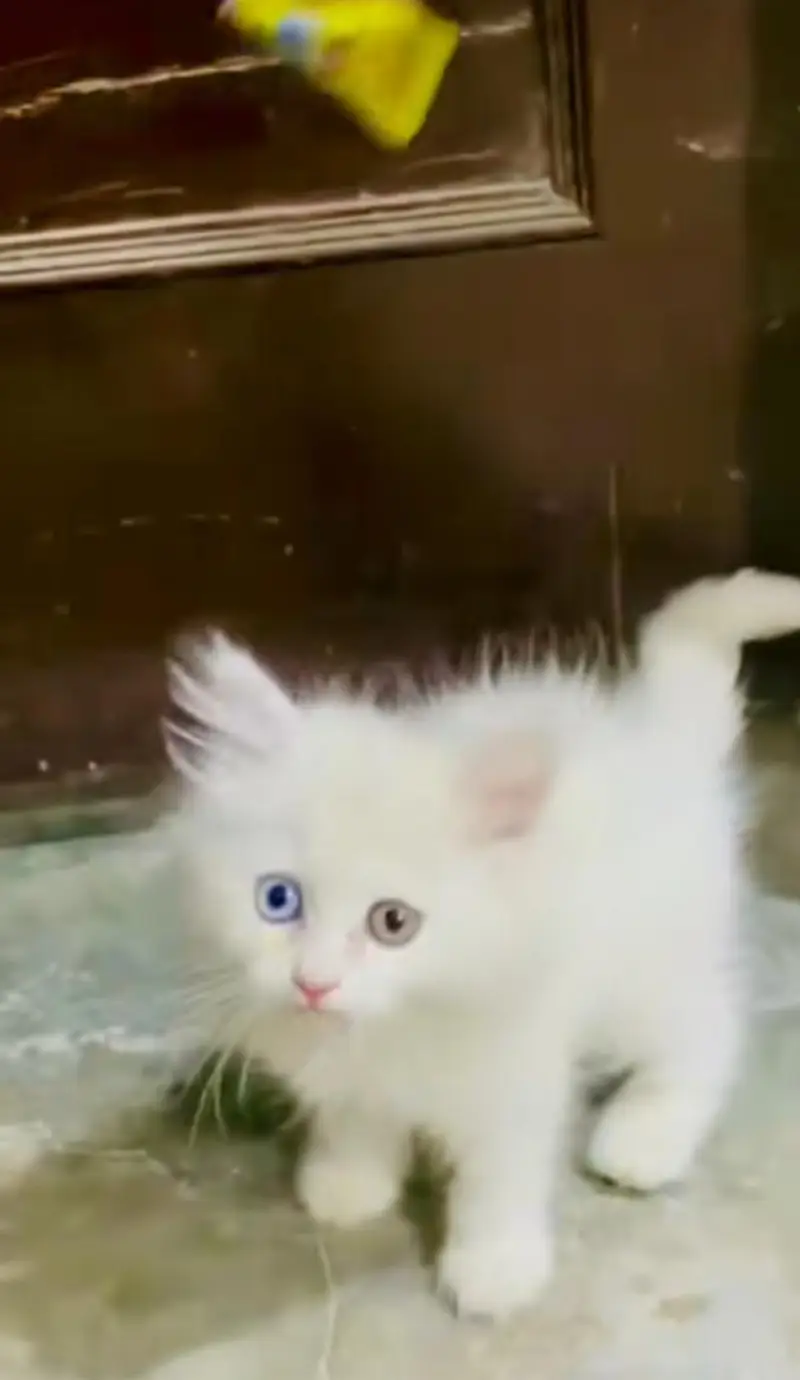 pure Persian cats vaccinated and healthy active WhatsApp/0344/6895398/ — photo 3