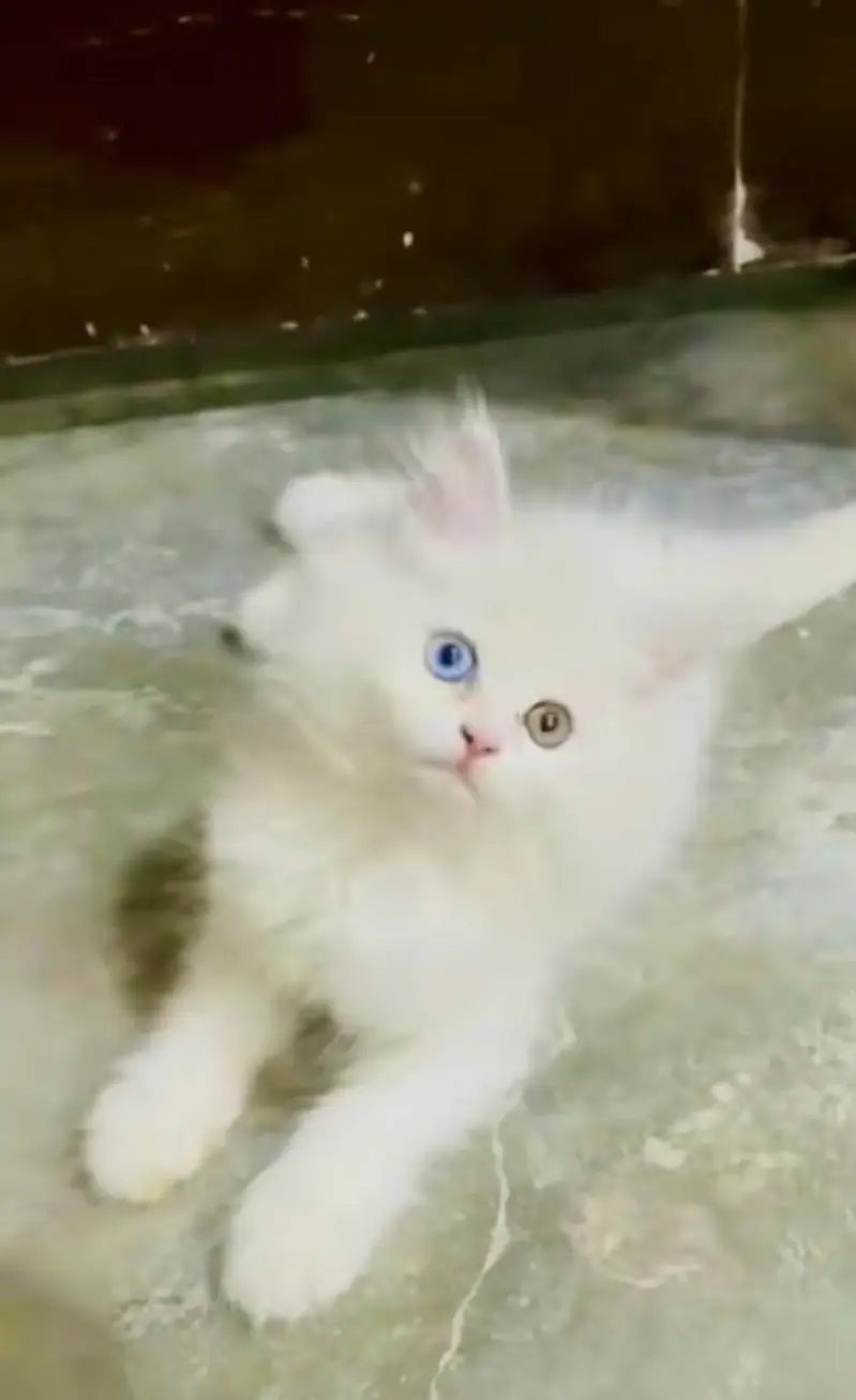 pure Persian cats vaccinated and healthy active WhatsApp/0344/6895398/ — photo 4