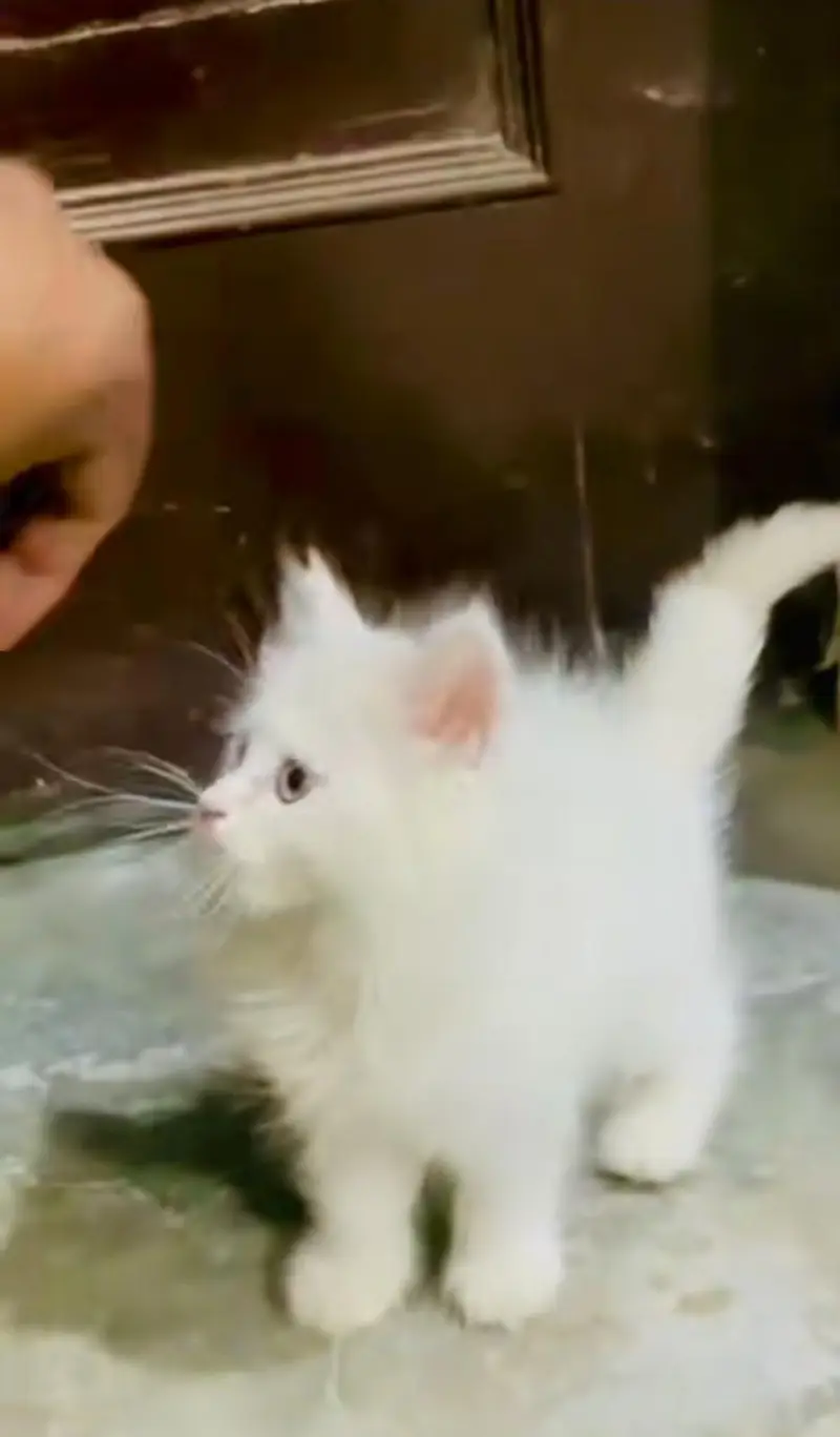 pure Persian cats vaccinated and healthy active WhatsApp/0344/6895398/ — photo 5
