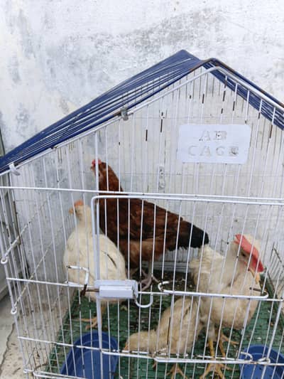 desi hens with cage