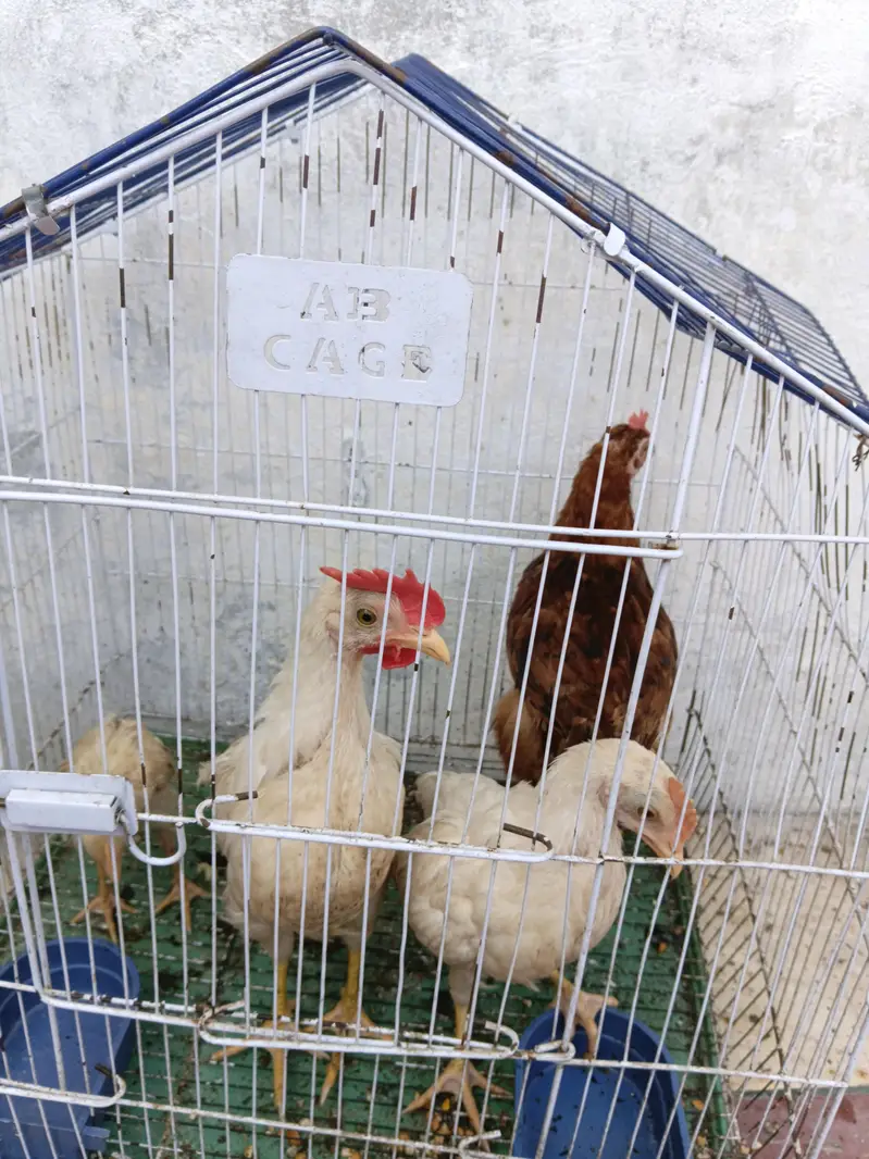 desi hens with cage — photo 2