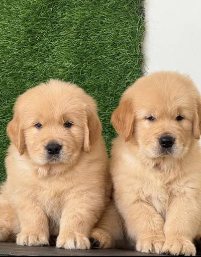 Golden retriever puppies chow chow puppies Shih Tzu puppies