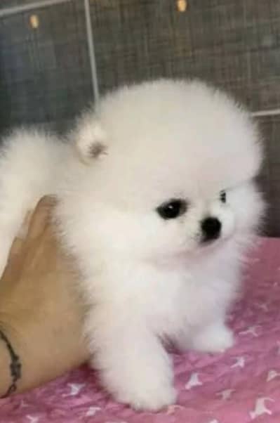 Pomeranian puppies for sale 2 month age 03073909212
