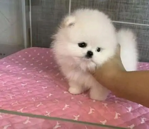 Pomeranian puppies for sale 2 month age 03073909212 — photo 2