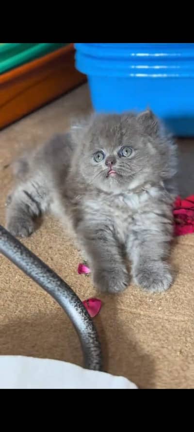 pure Persian cats vaccinated and healthy active WhatsApp/0344/6895398/