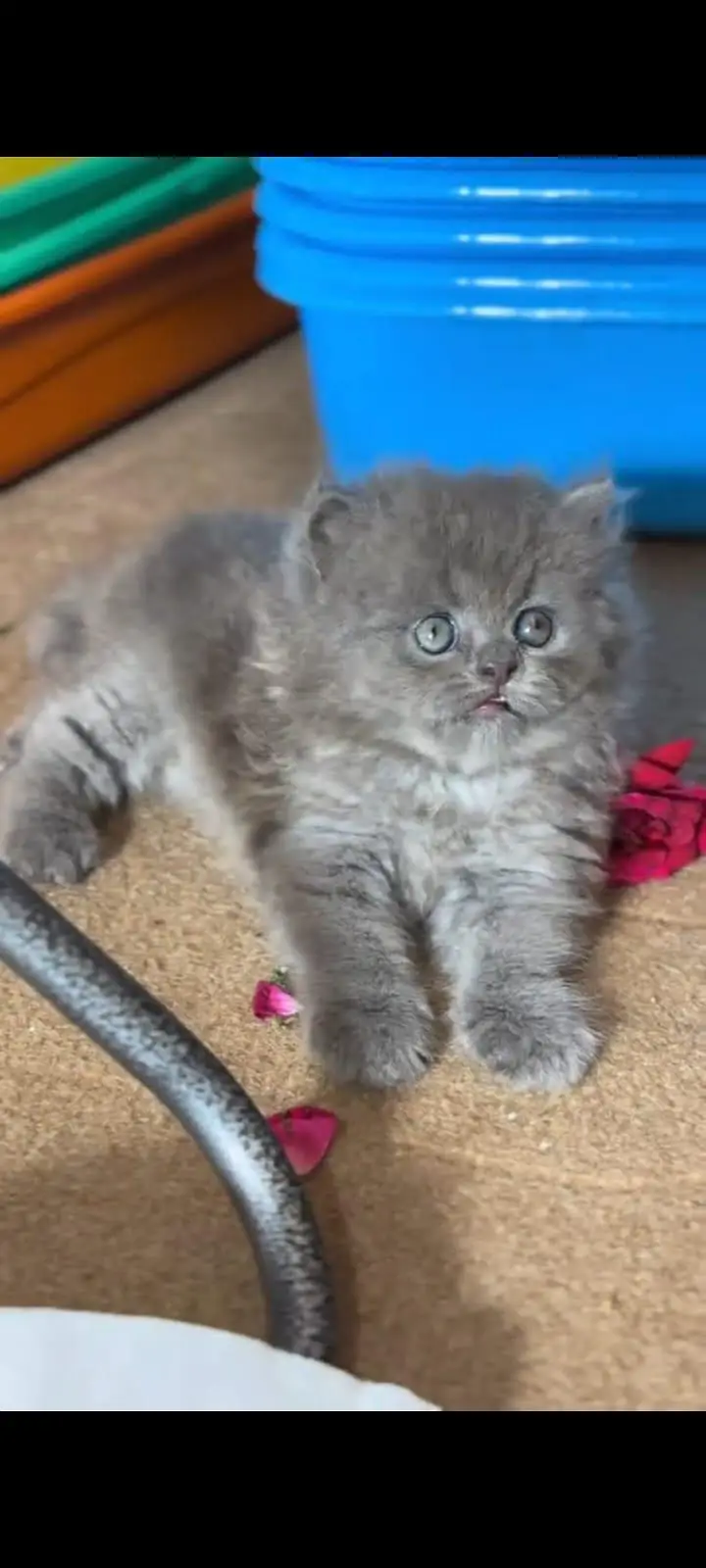 pure Persian cats vaccinated and healthy active WhatsApp/0344/6895398/ — photo 2