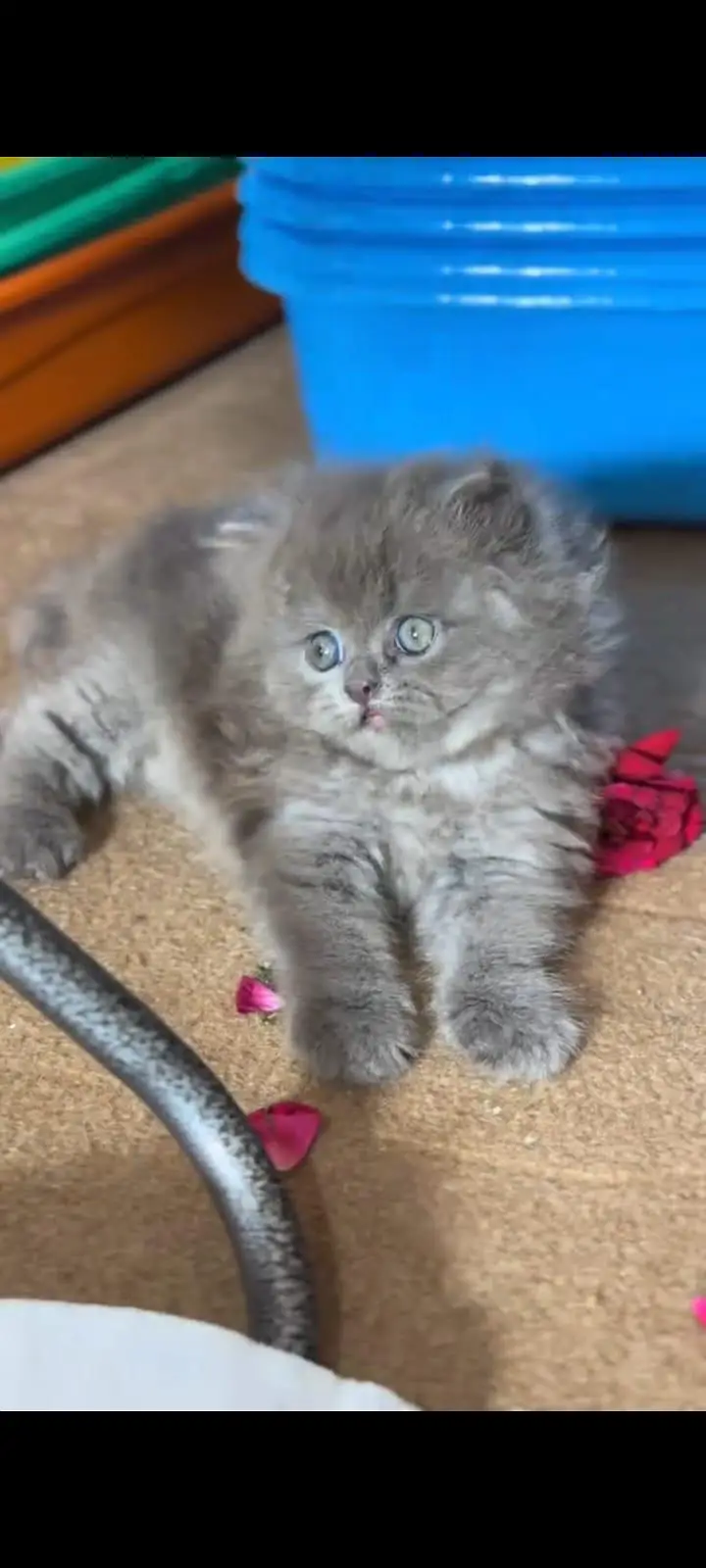 pure Persian cats vaccinated and healthy active WhatsApp/0344/6895398/ — photo 3