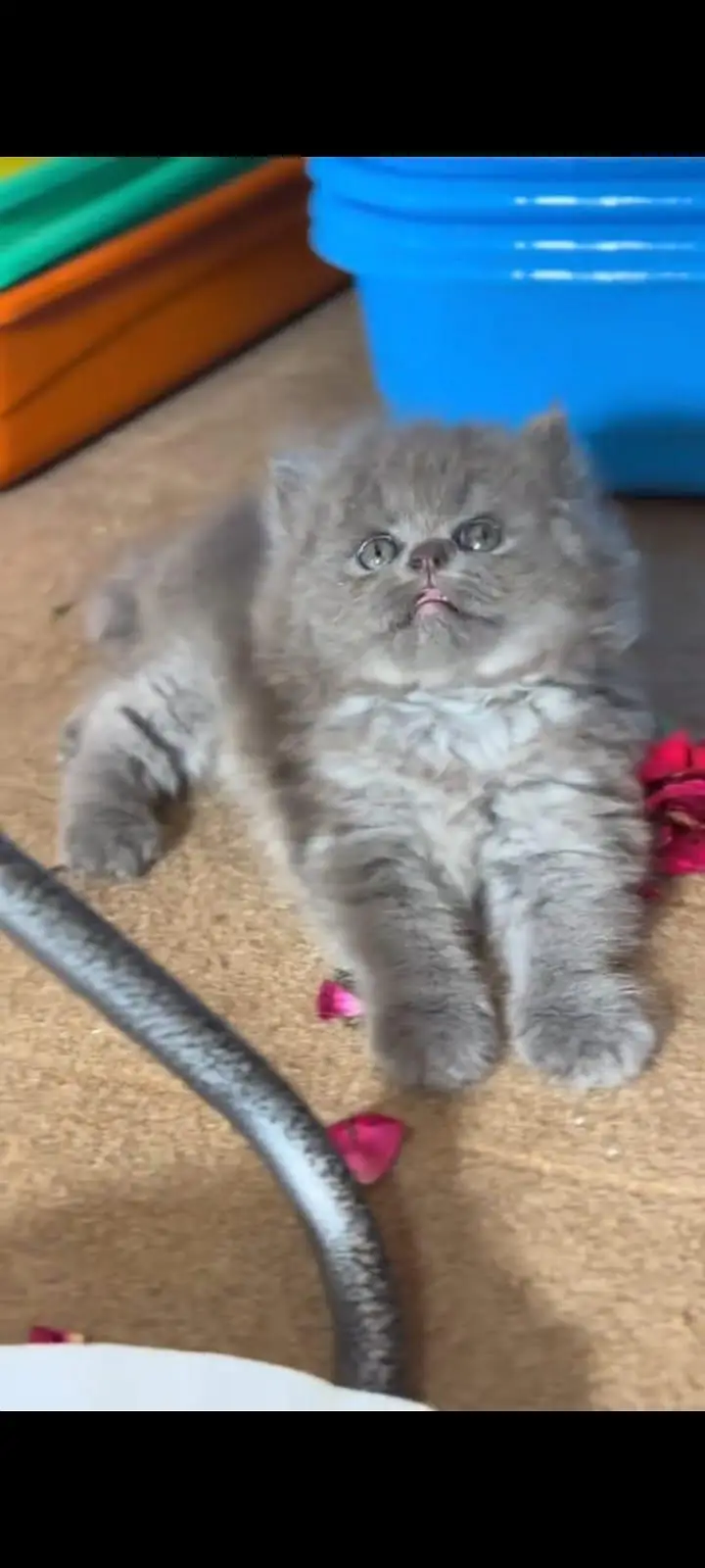 pure Persian cats vaccinated and healthy active WhatsApp/0344/6895398/ — photo 4