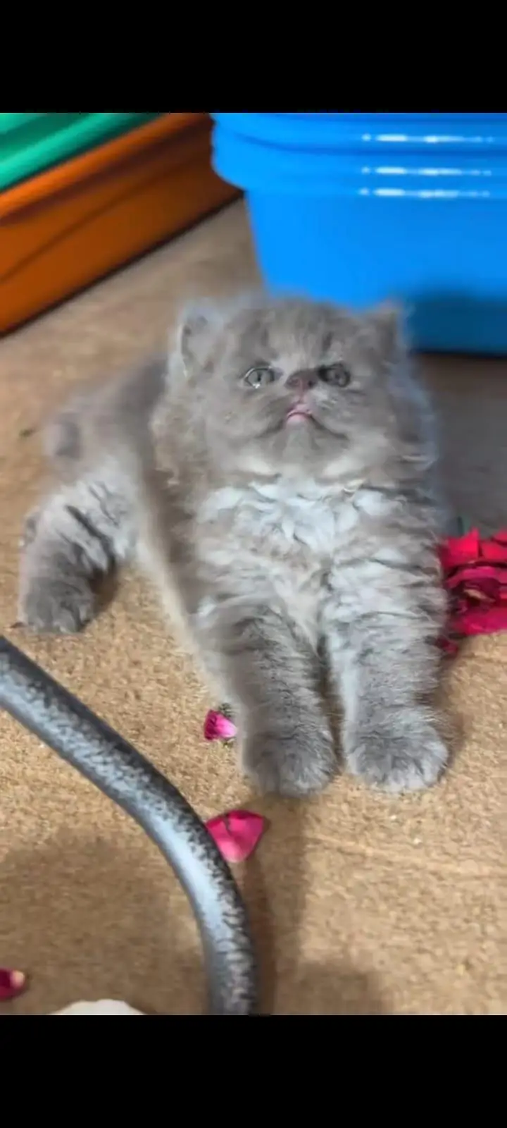 pure Persian cats vaccinated and healthy active WhatsApp/0344/6895398/ — photo 5