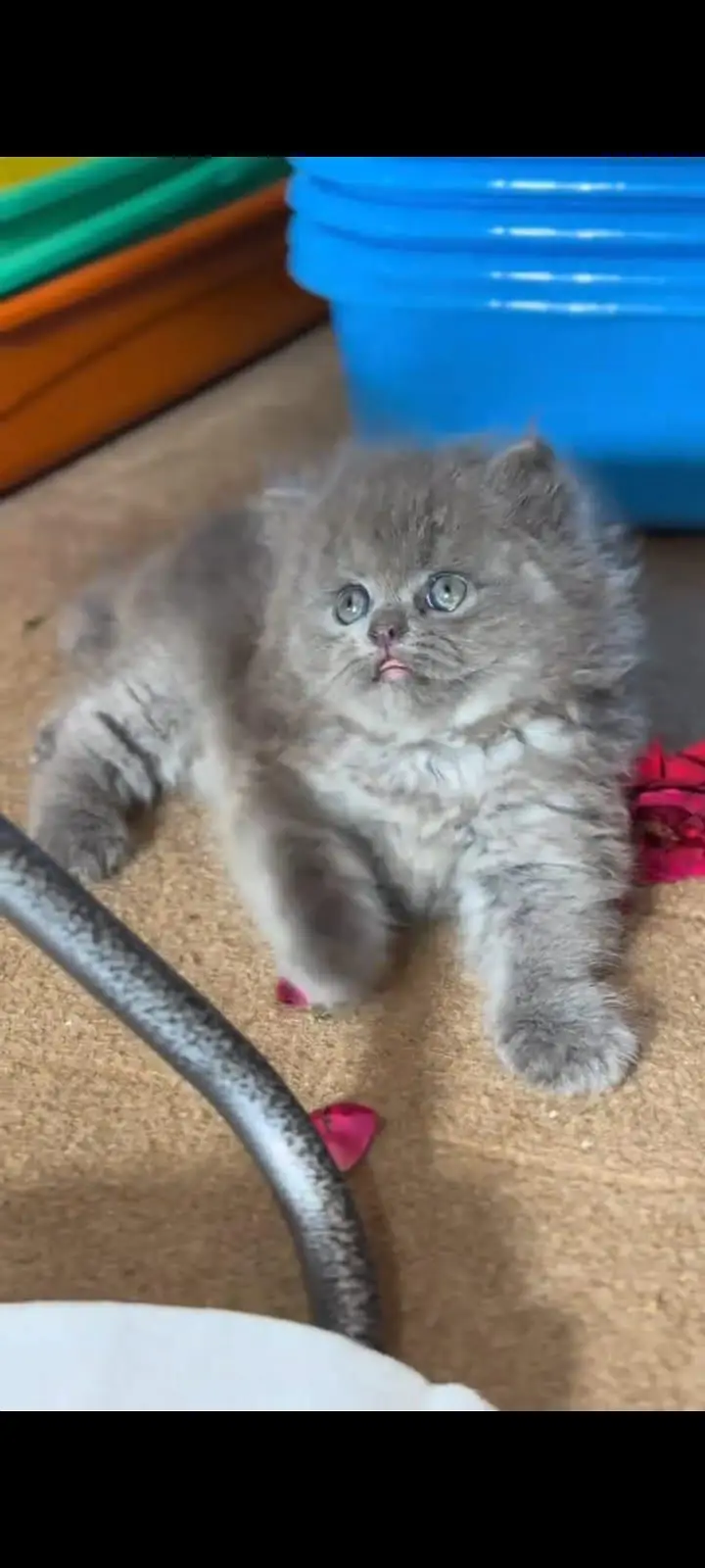 pure Persian cats vaccinated and healthy active WhatsApp/0344/6895398/ — photo 6