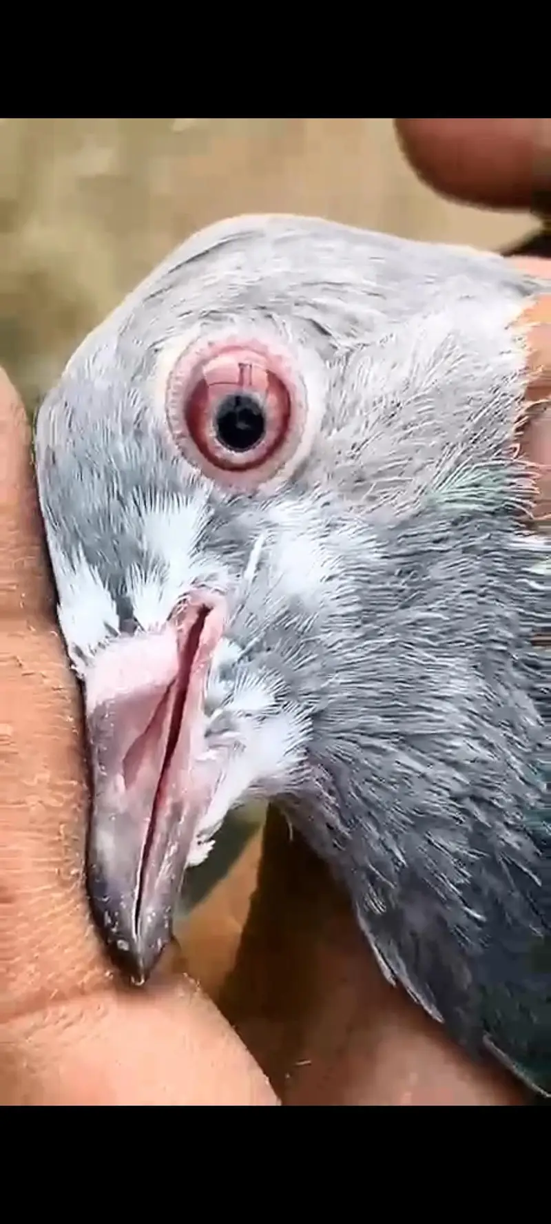 pigeons setup for sale — photo 6