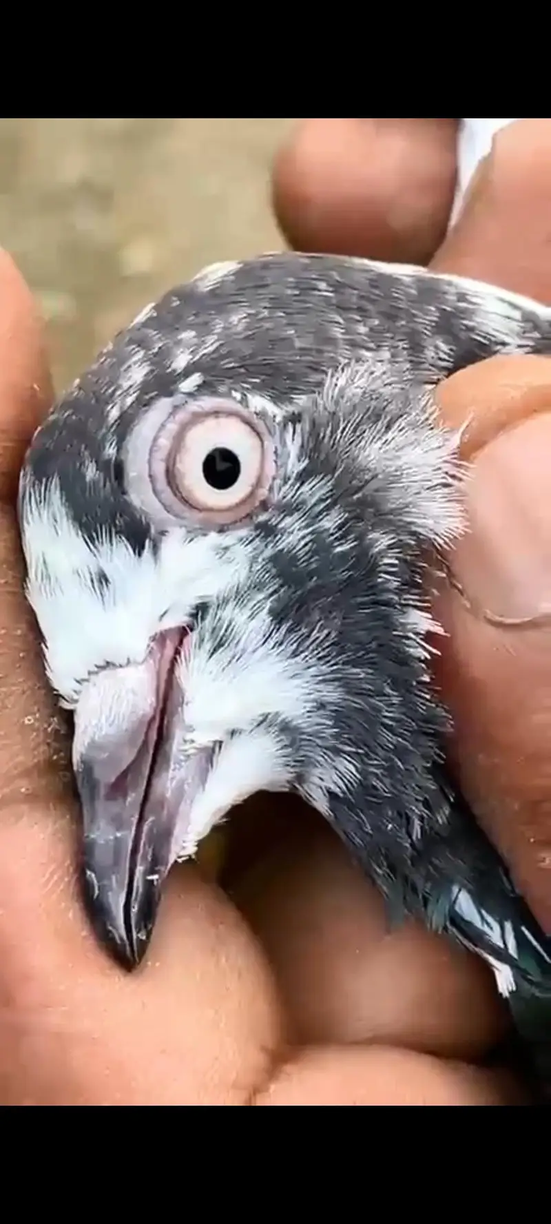 pigeons setup for sale — photo 9