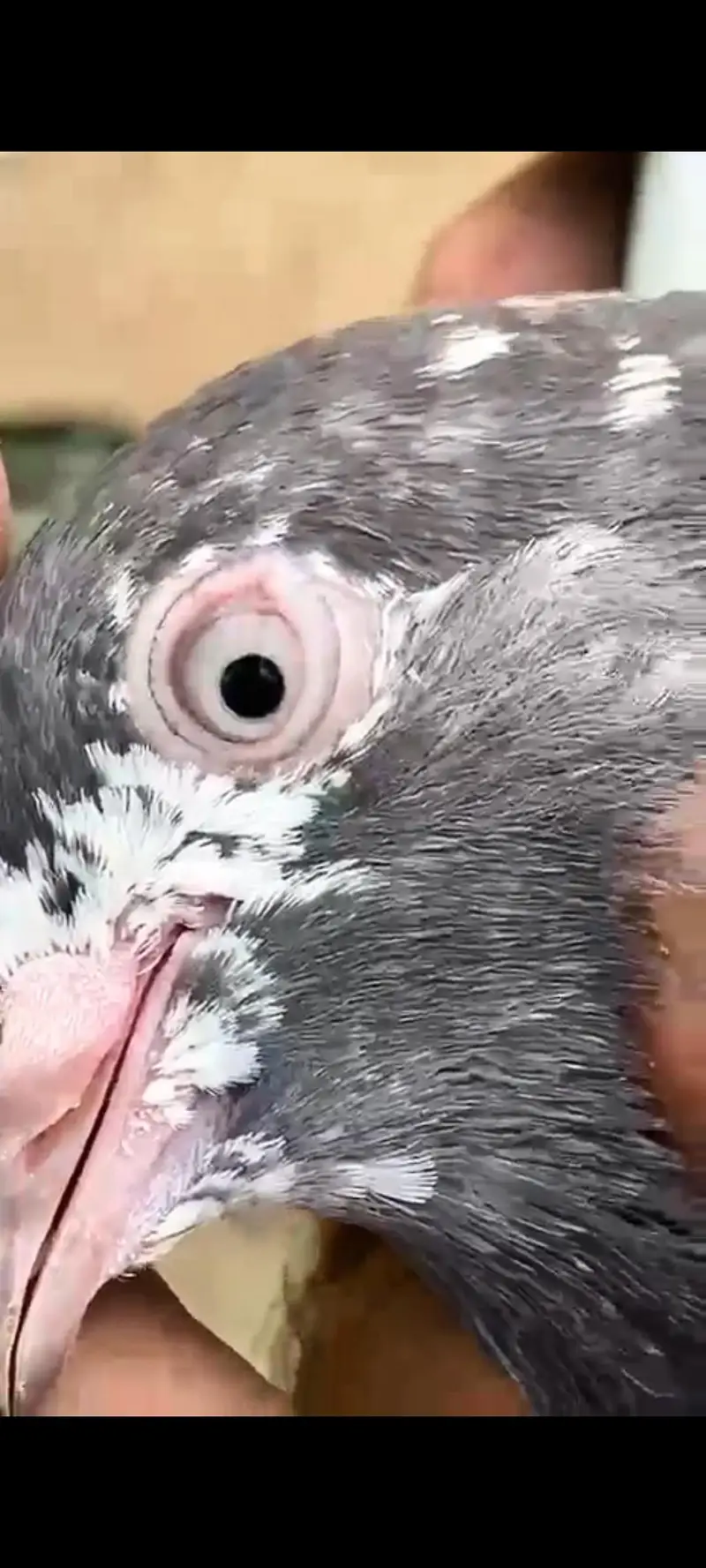 pigeons setup for sale — photo 10