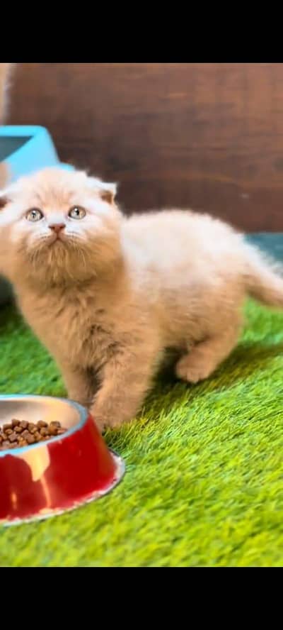 pure Persian cats vaccinated and healthy active WhatsApp/0344/6895398/