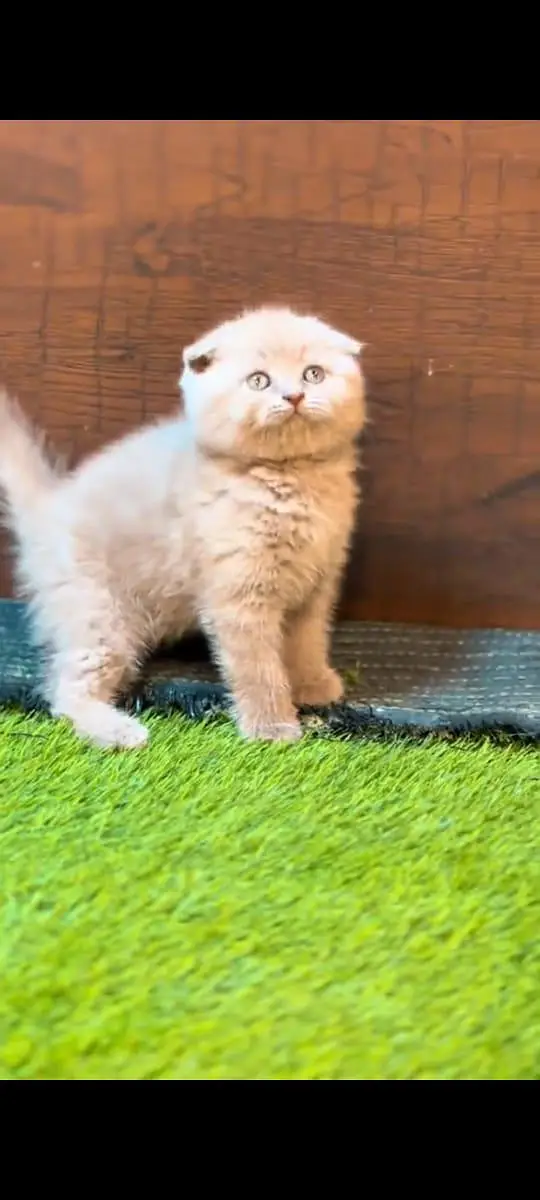 pure Persian cats vaccinated and healthy active WhatsApp/0344/6895398/ — photo 2