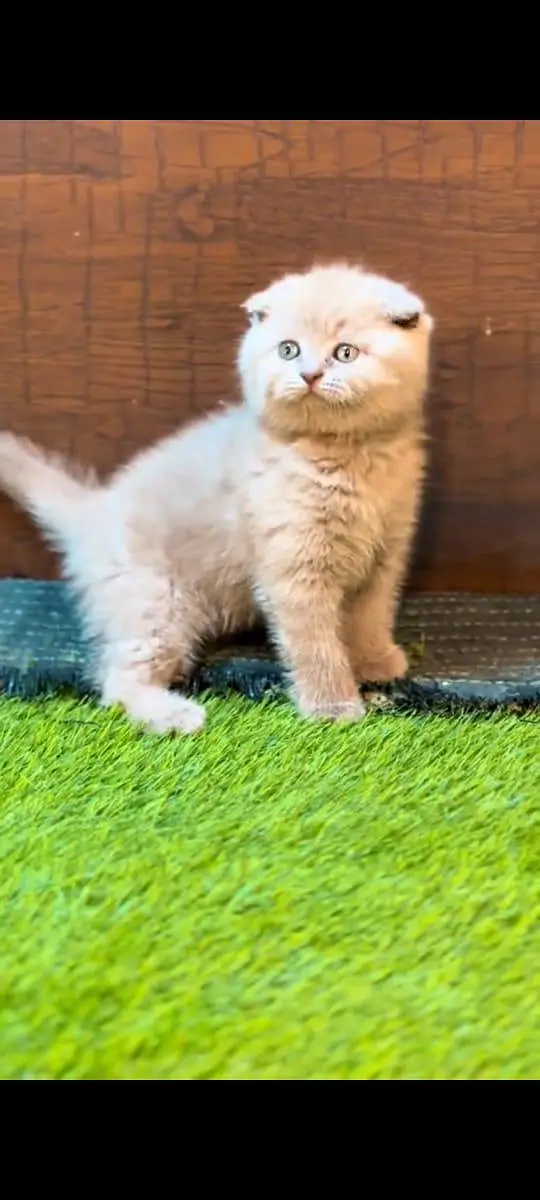 pure Persian cats vaccinated and healthy active WhatsApp/0344/6895398/ — photo 3