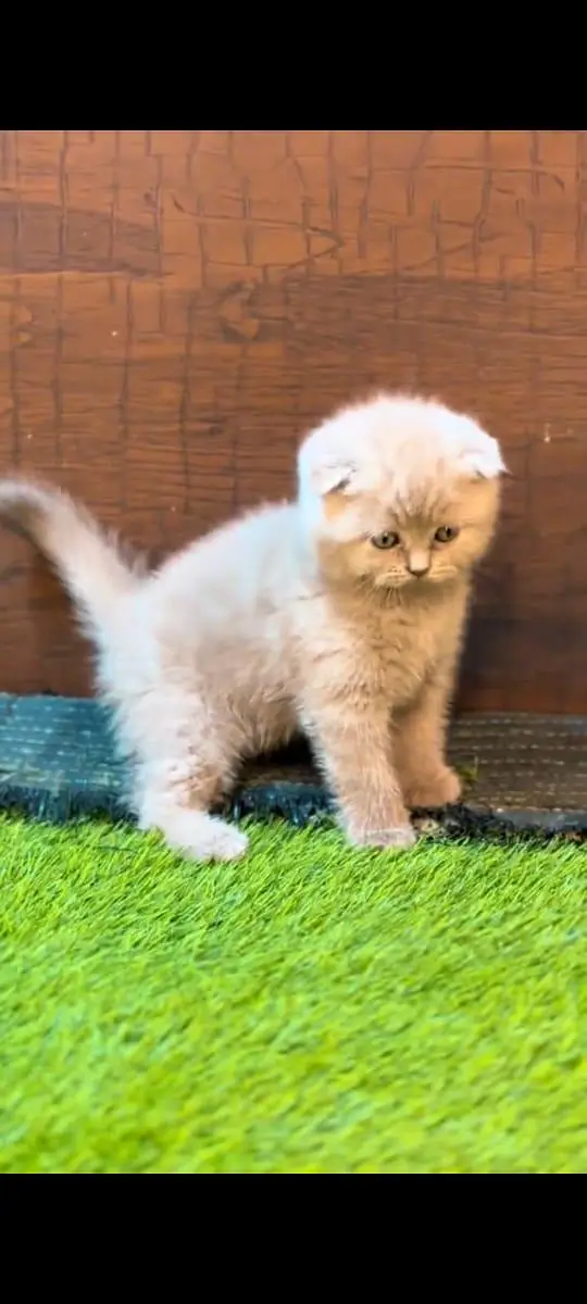 pure Persian cats vaccinated and healthy active WhatsApp/0344/6895398/ — photo 4