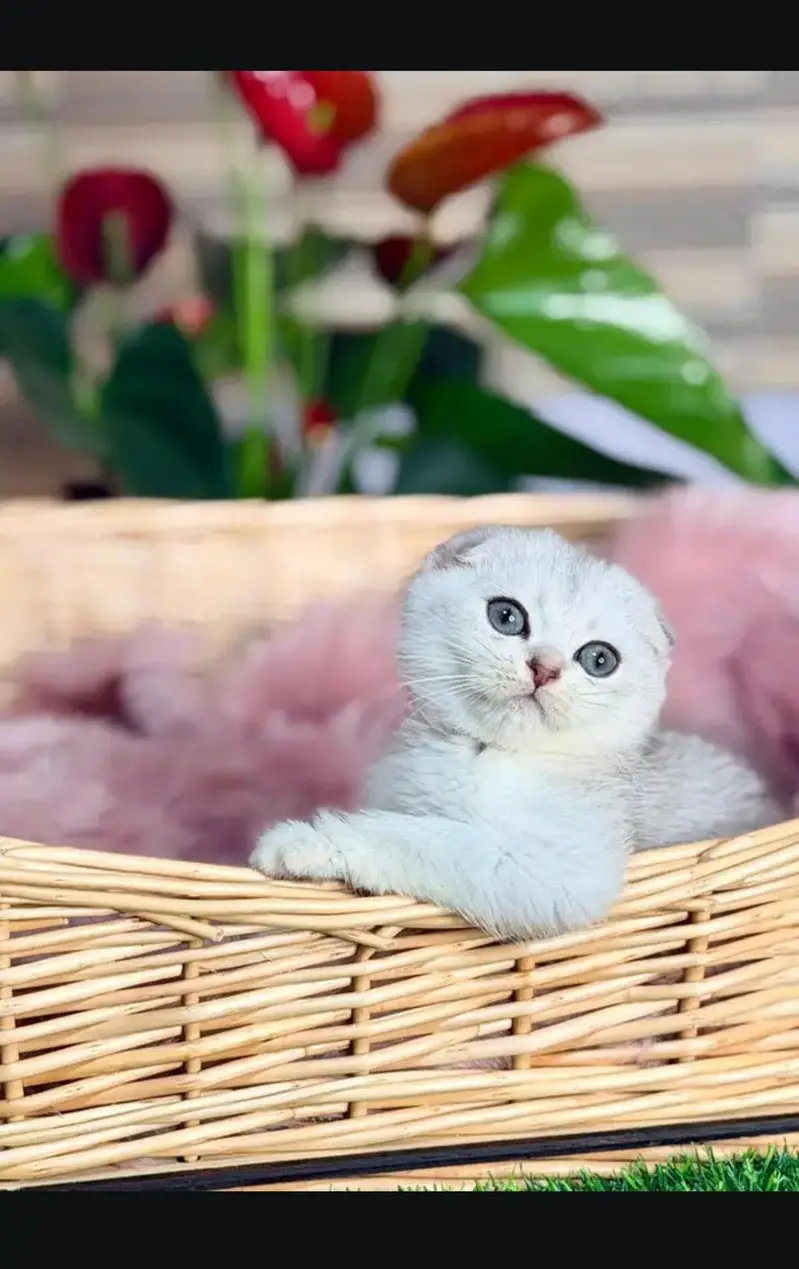 Scottish fold kittin for sell. 0313 4935014 — photo 2