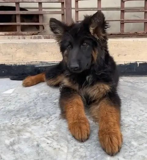 german shepherd puppies available for sale. 03073909212 — photo 2