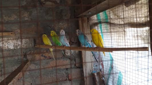 Australian birds