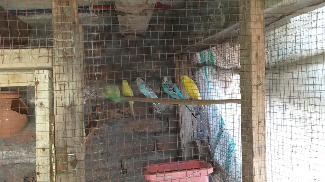 Australian birds — photo 2