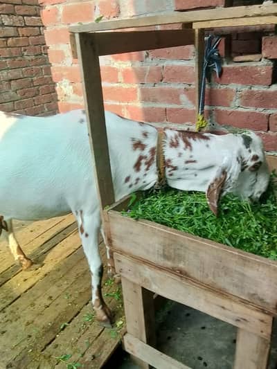Desi bakri for sale