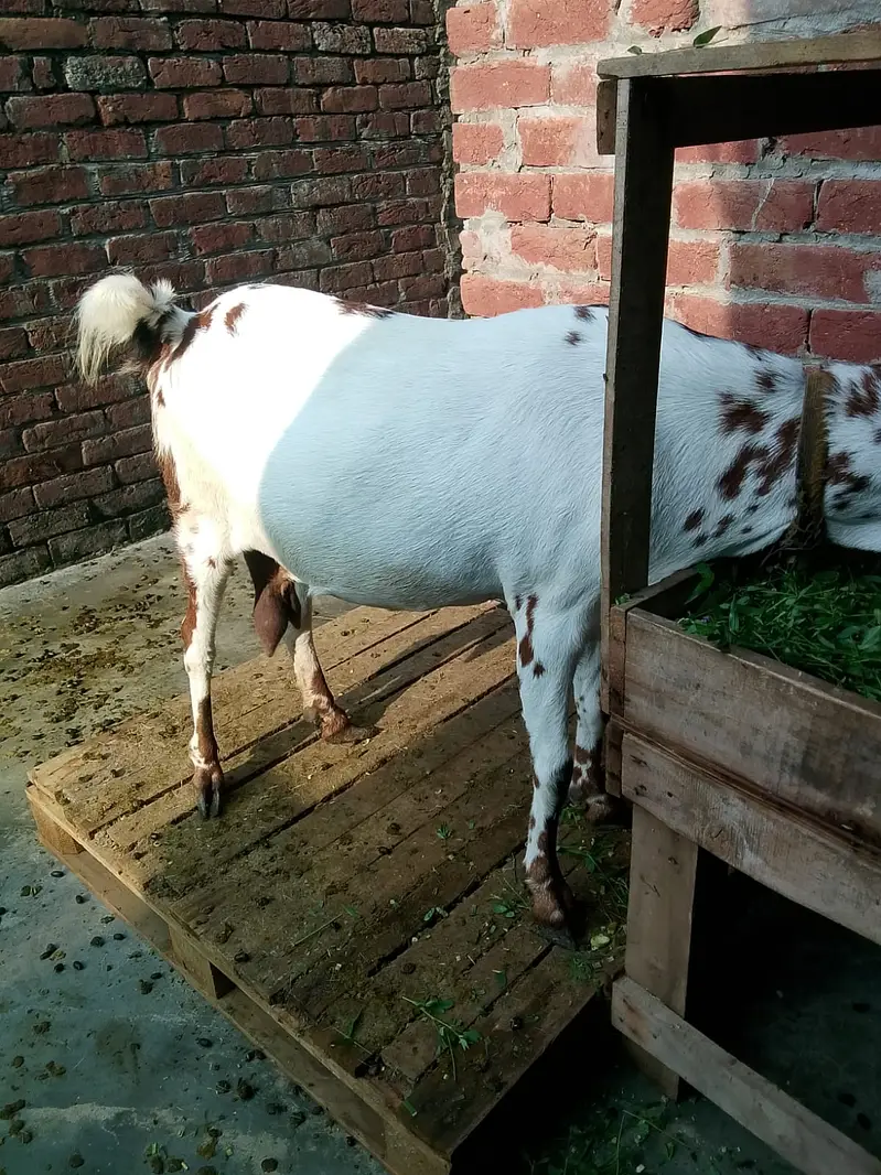 Desi bakri for sale — photo 3
