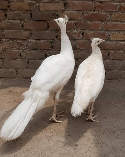 paper white pair for sale 03455157418