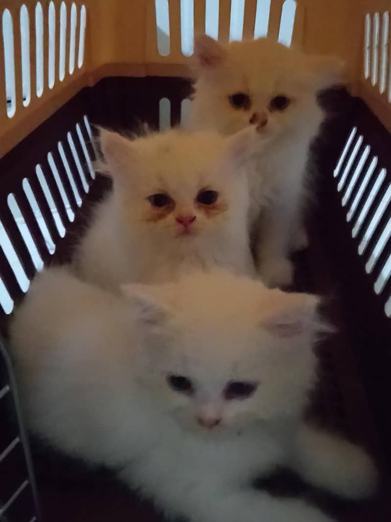 cute kittens 0