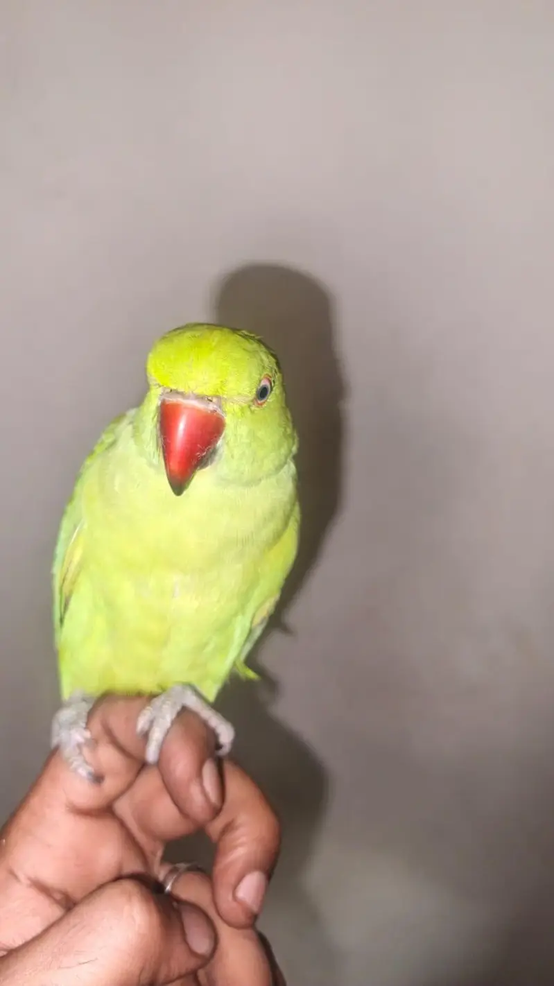 "Green Parrot" Best Choice — photo 2
