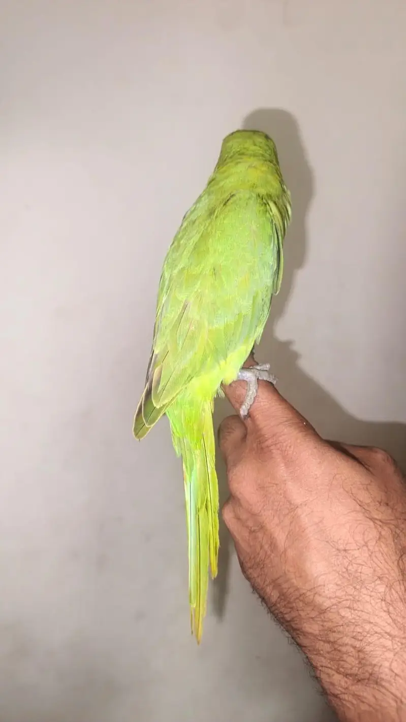 "Green Parrot" Best Choice — photo 3