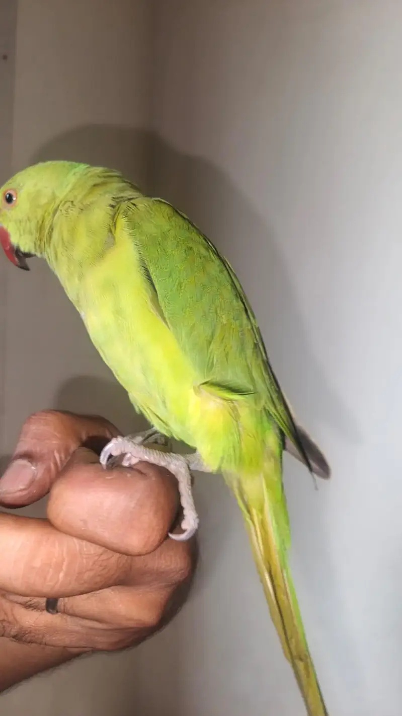 "Green Parrot" Best Choice — photo 4