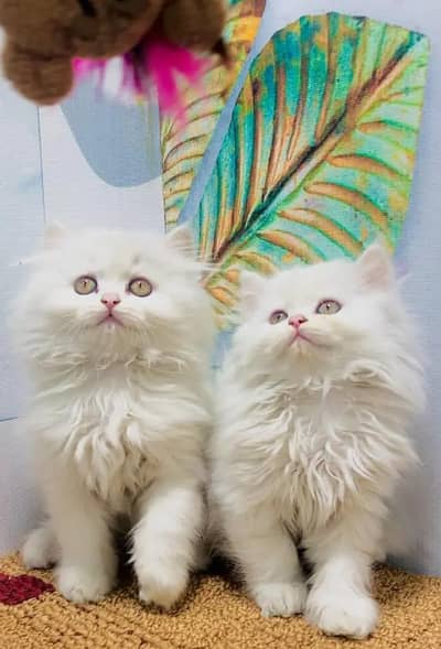 Persian female kitten for sale 03429704//074