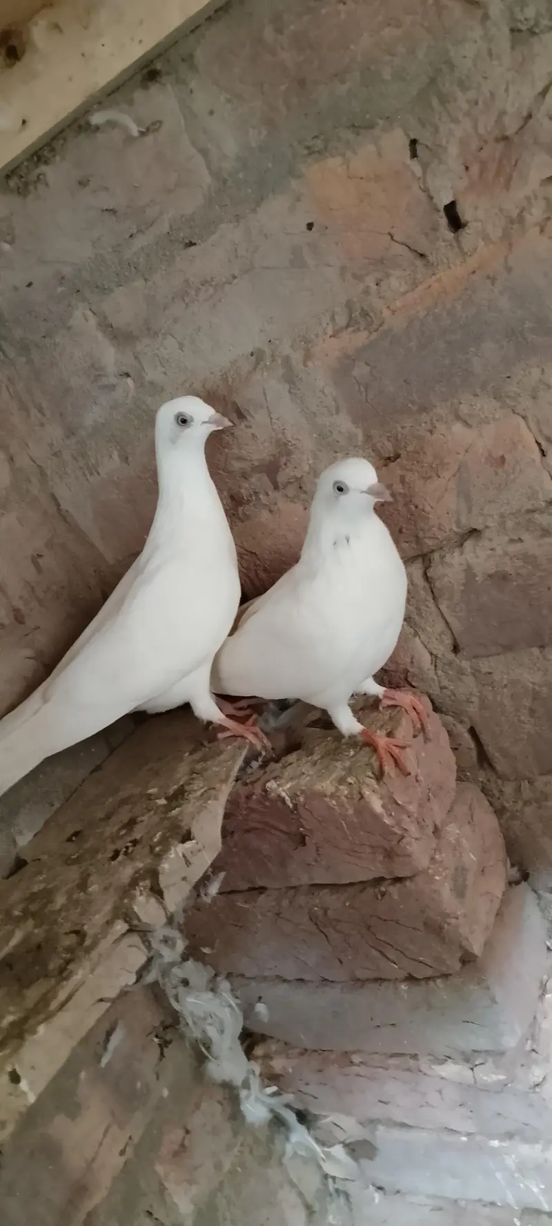 Patti wale — photo 5