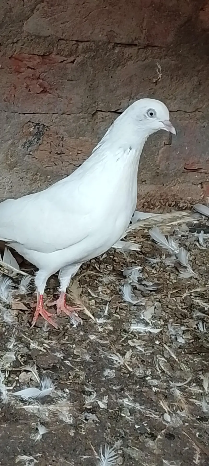 Patti wale — photo 8
