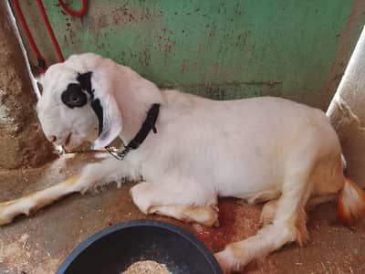 2 Bakra for sell in orangi town Karachi