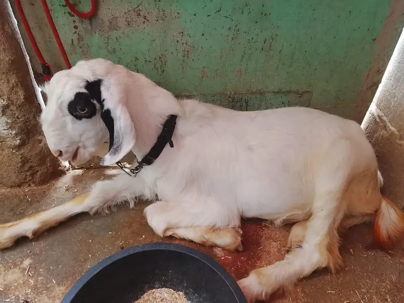 2 Bakra for sell in orangi town Karachi