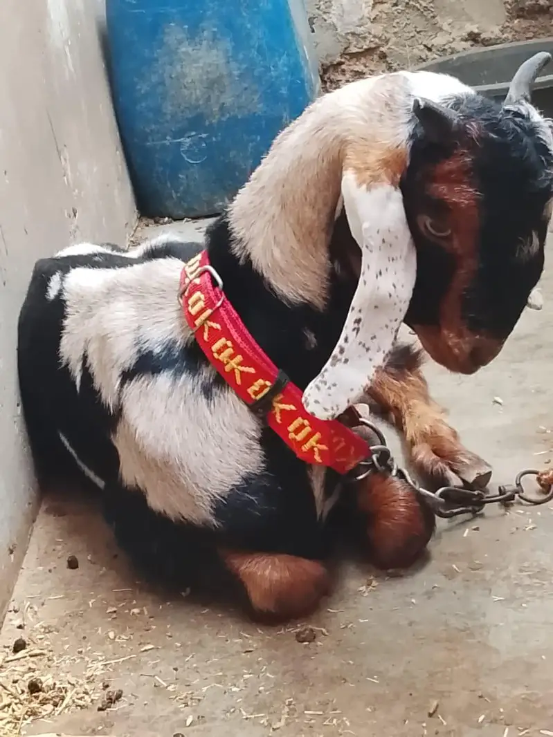 2 Bakra for sell in orangi town Karachi — photo 2