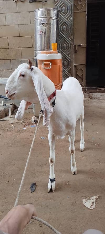 2 dant ablak bakri