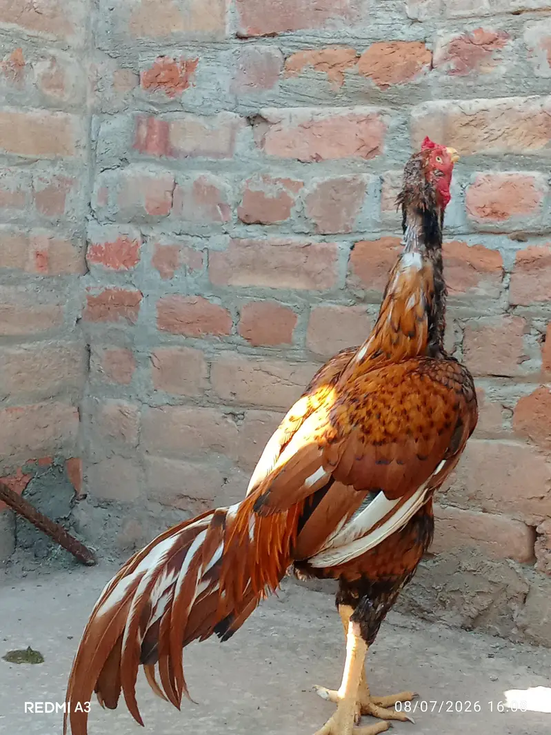 best quality aseel males — photo 5
