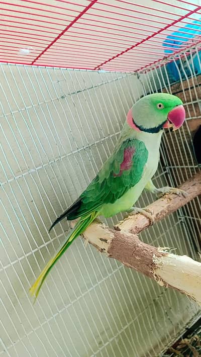 Read description Exchange for white and blue ringneck