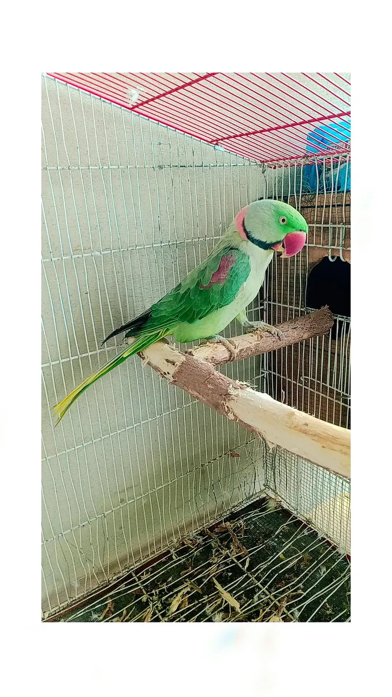 Read description Exchange for white and blue ringneck — photo 2