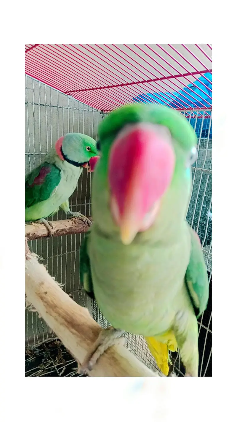 Read description Exchange for white and blue ringneck — photo 3