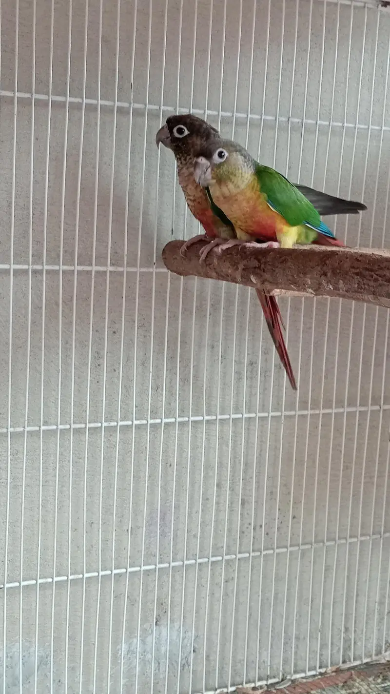 Read description Exchange for white and blue ringneck — photo 4