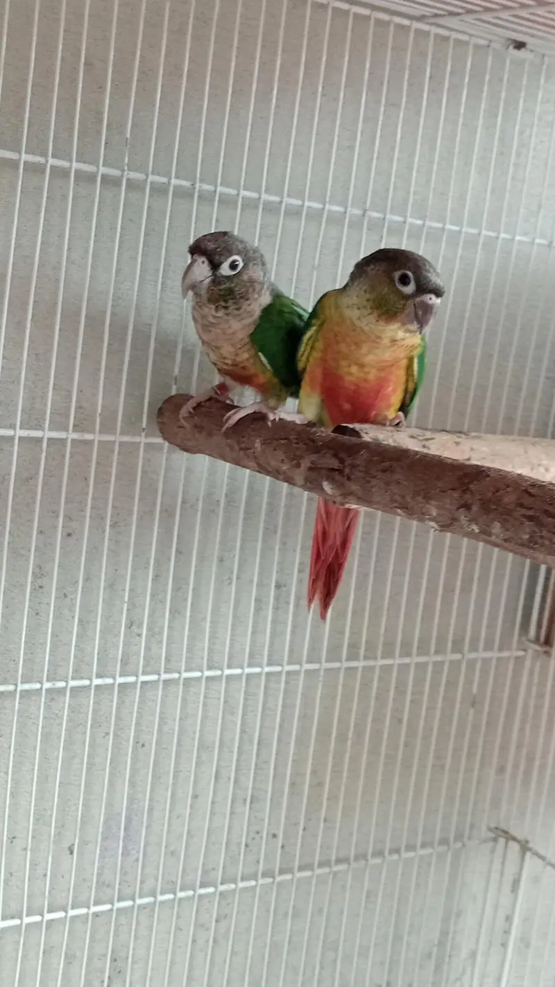 Read description Exchange for white and blue ringneck — photo 5