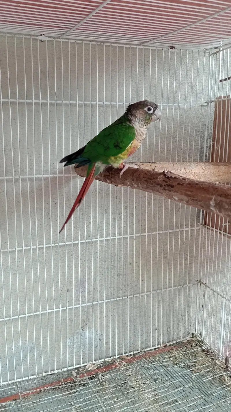 Read description Exchange for white and blue ringneck — photo 6