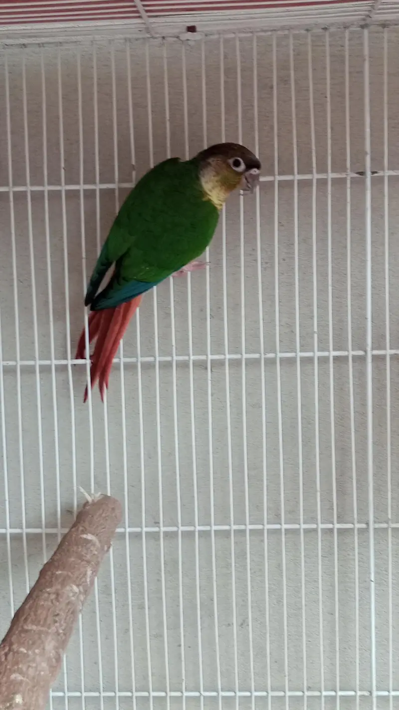 Read description Exchange for white and blue ringneck — photo 7